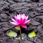 Hedonisia Lava-to-lotus YouTube Channel